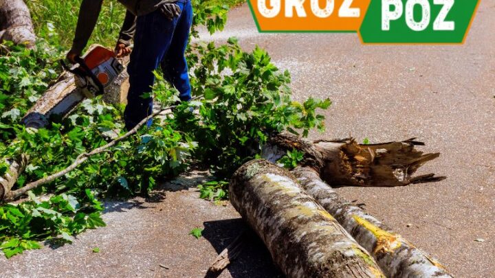 wycinka drzew