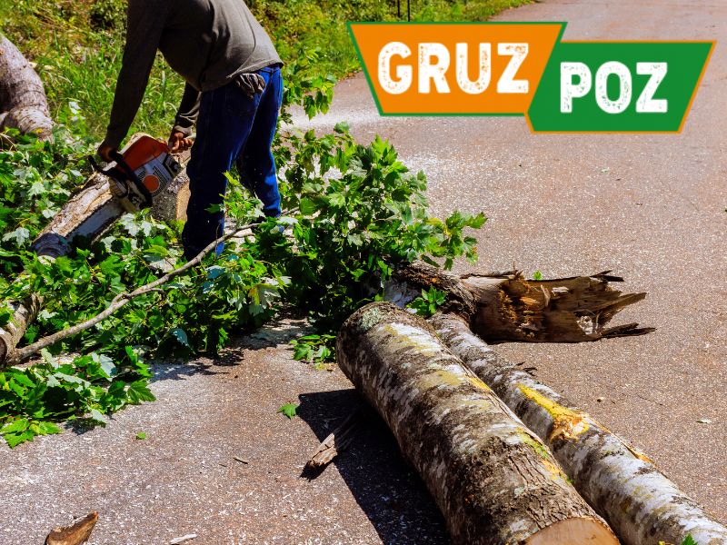 wycinka drzew